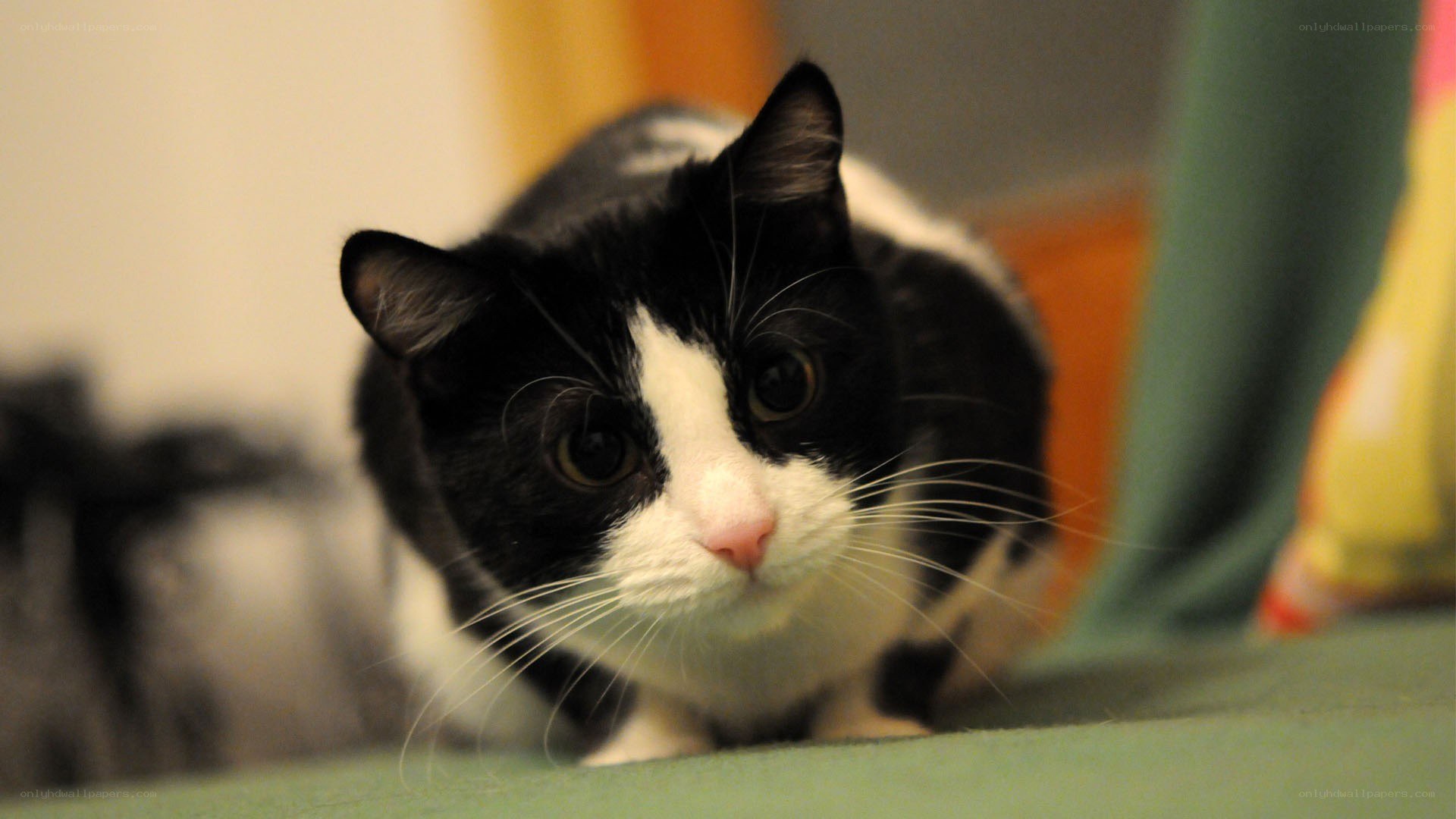 black and white cat looking at camera