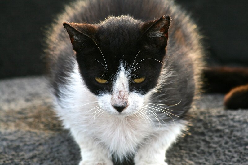 black and white cat looking at camera