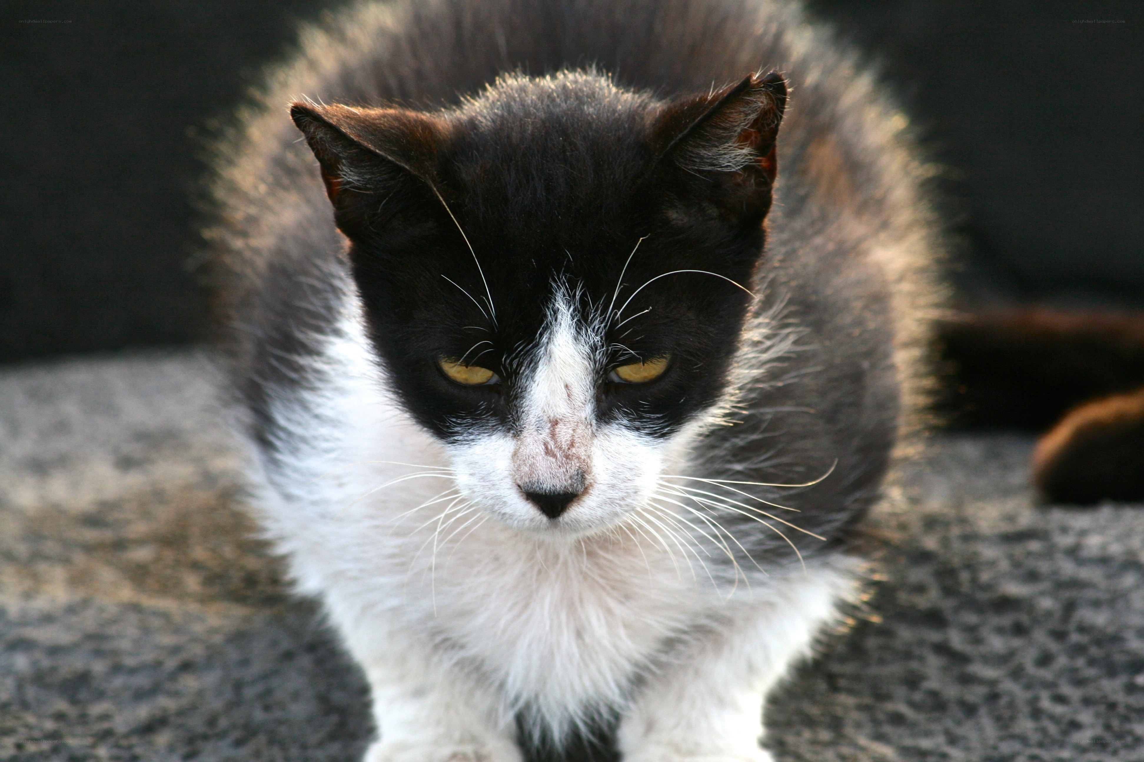 black and white cat looking at camera