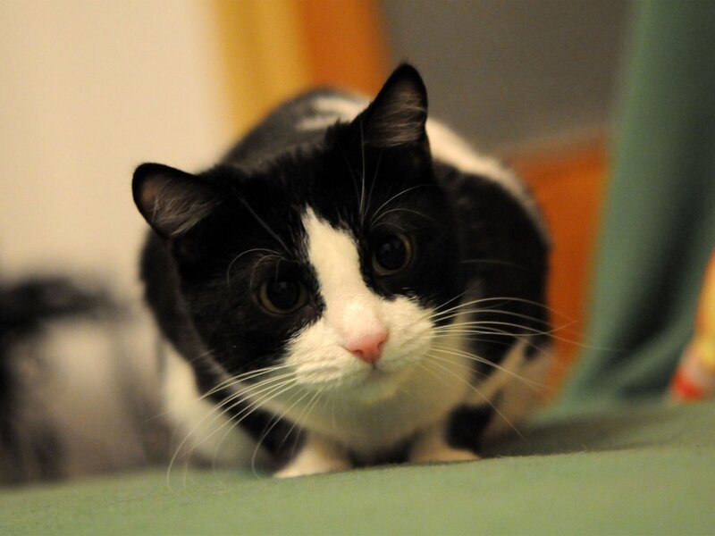 black and white cat looking forward