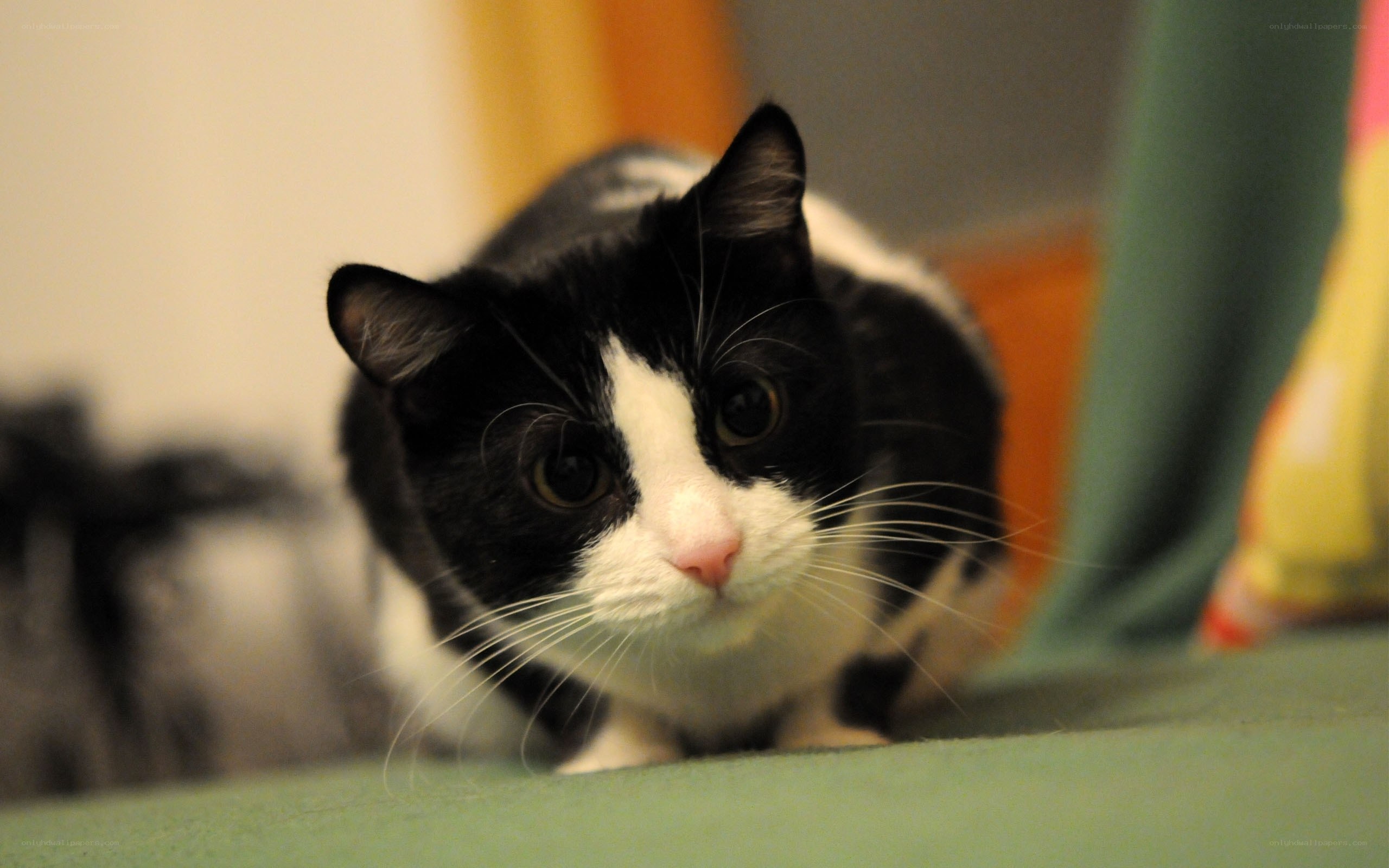 black and white cat looking forward