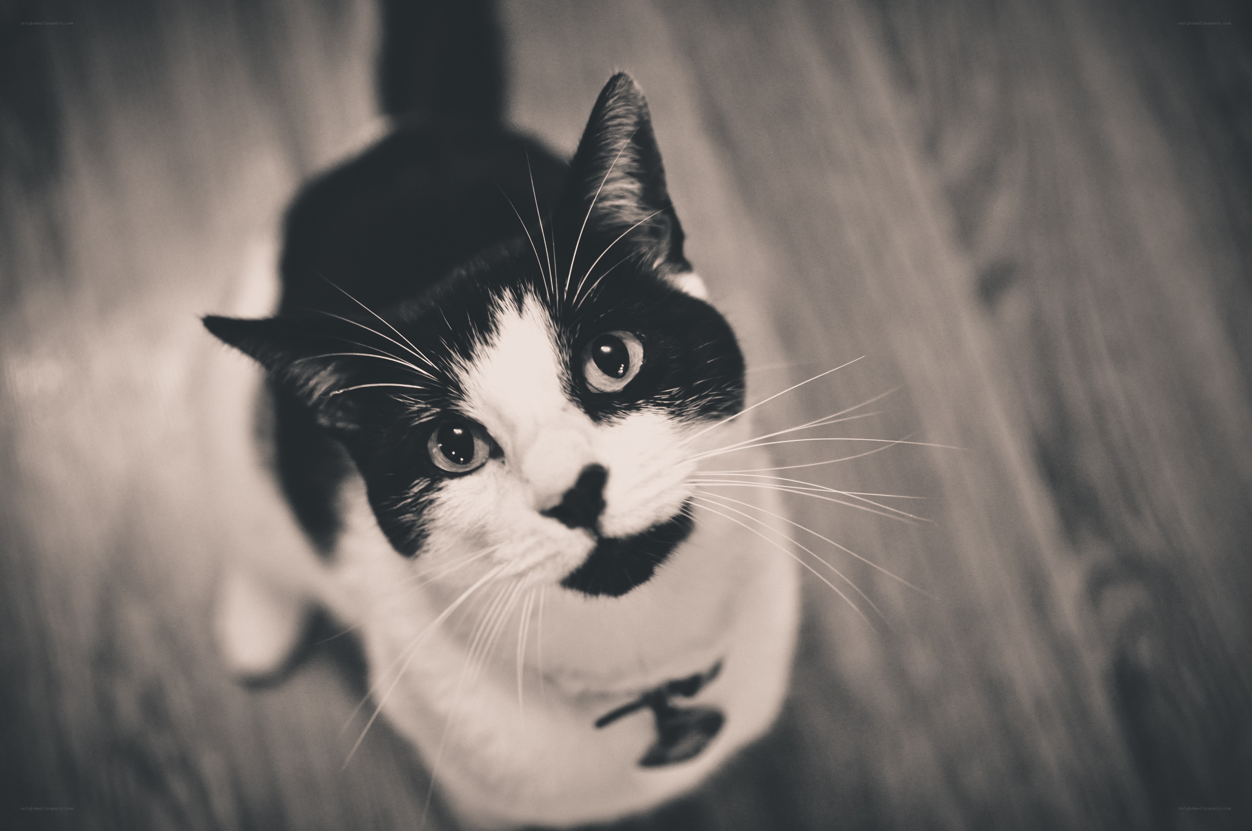 black and white cat looking up