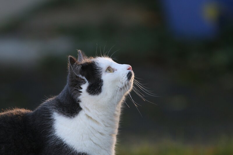 black and white cat looking up