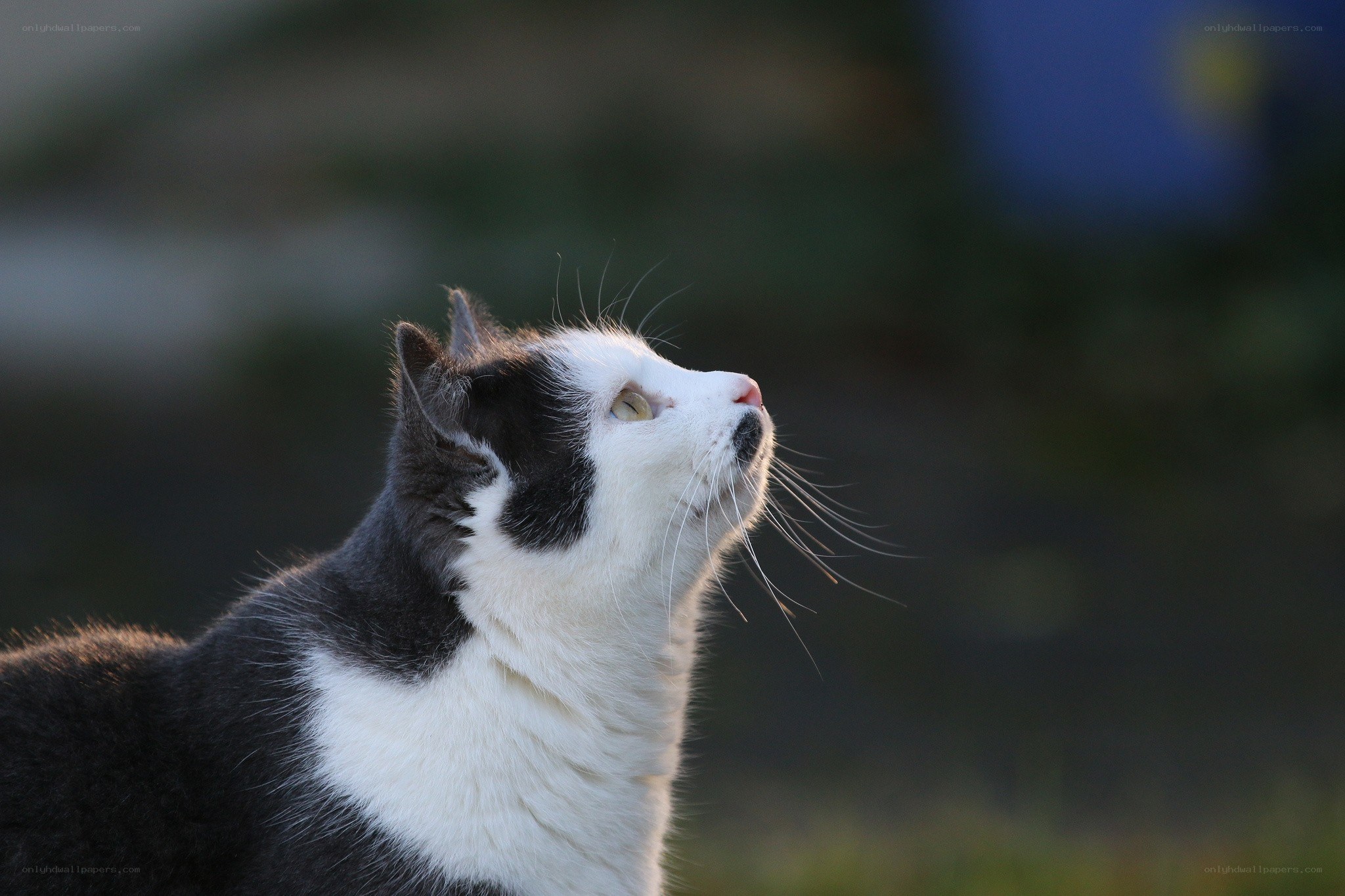 black and white cat looking up