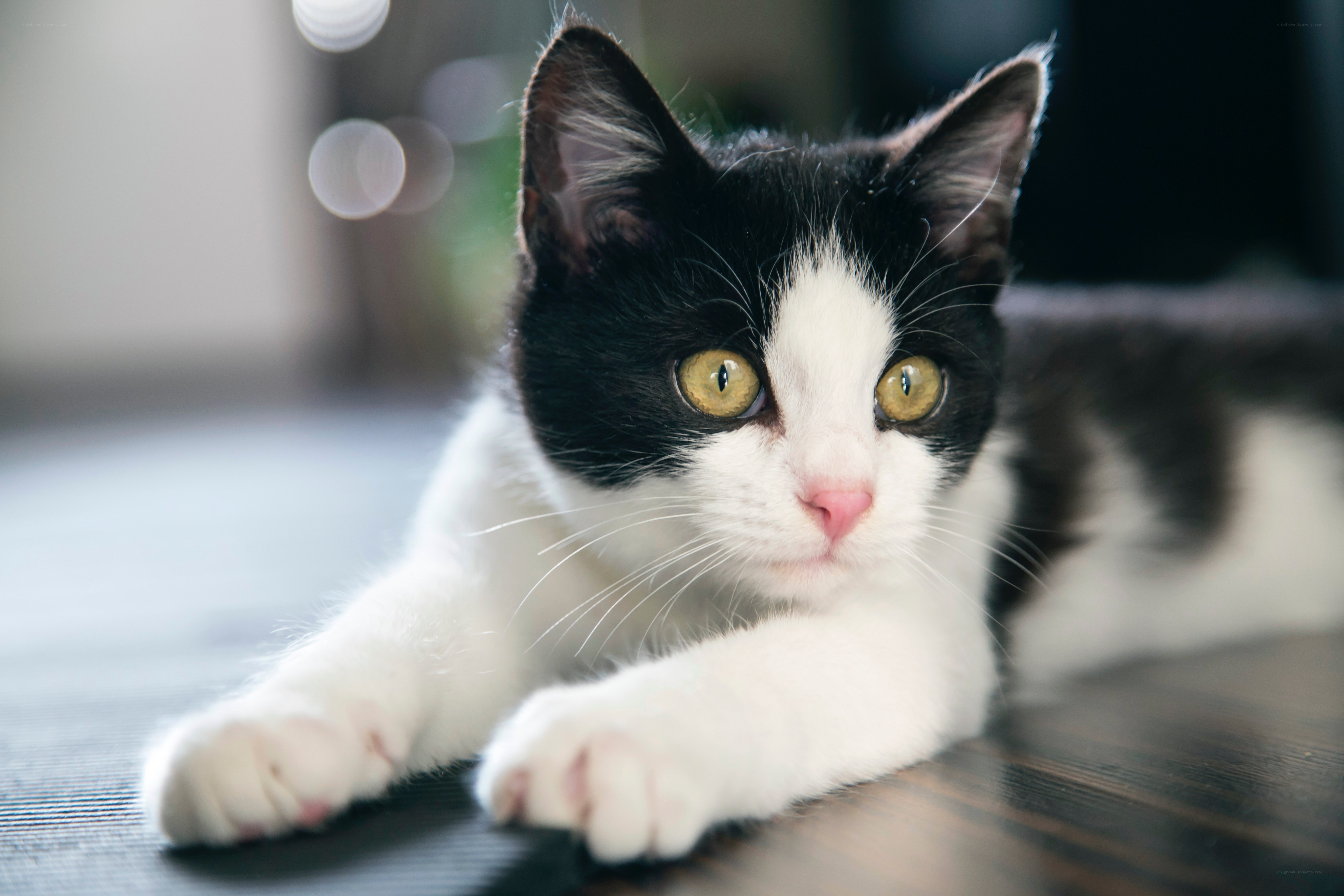 black and white cat lying down