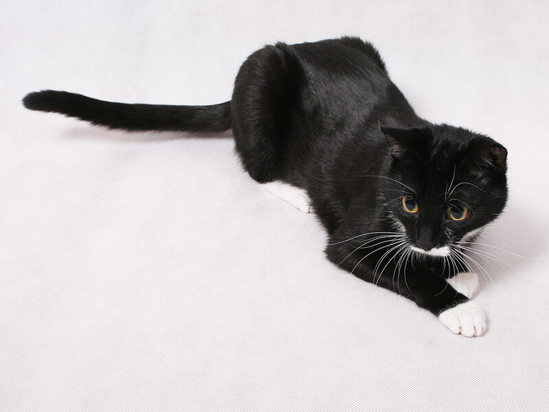 black and white cat lying down