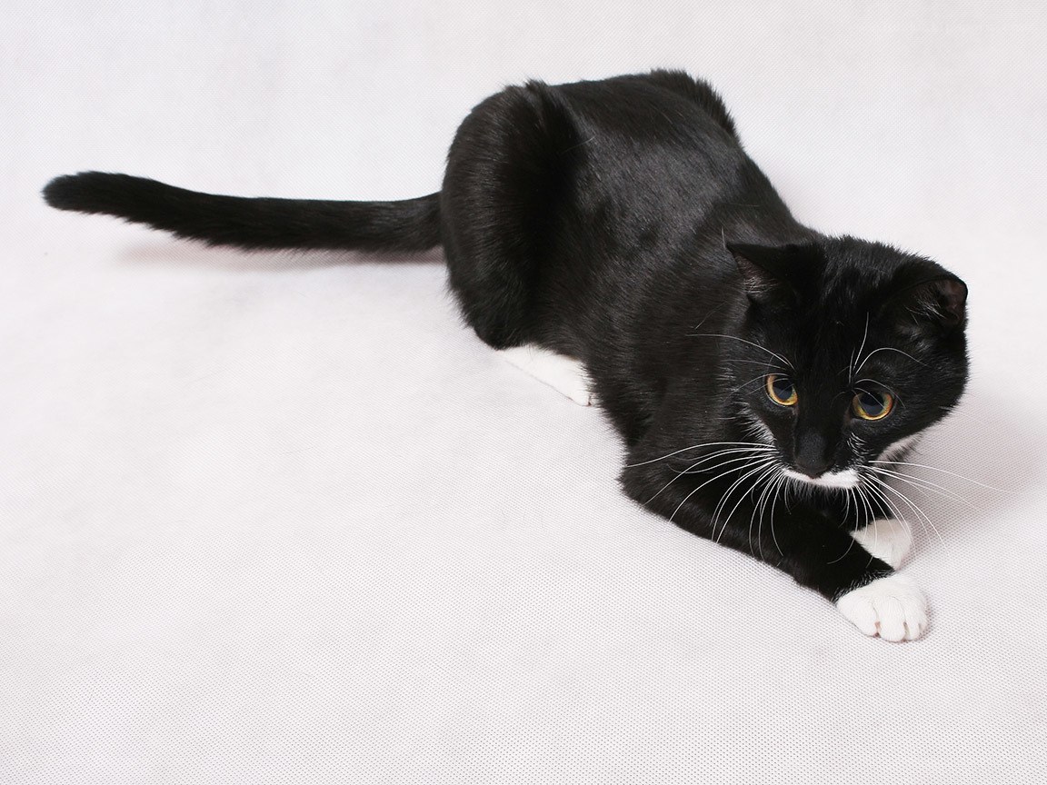 black and white cat lying down
