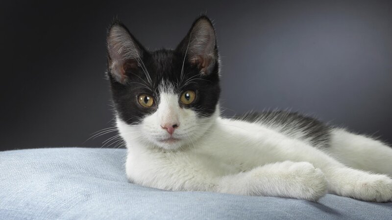 black and white cat lying down