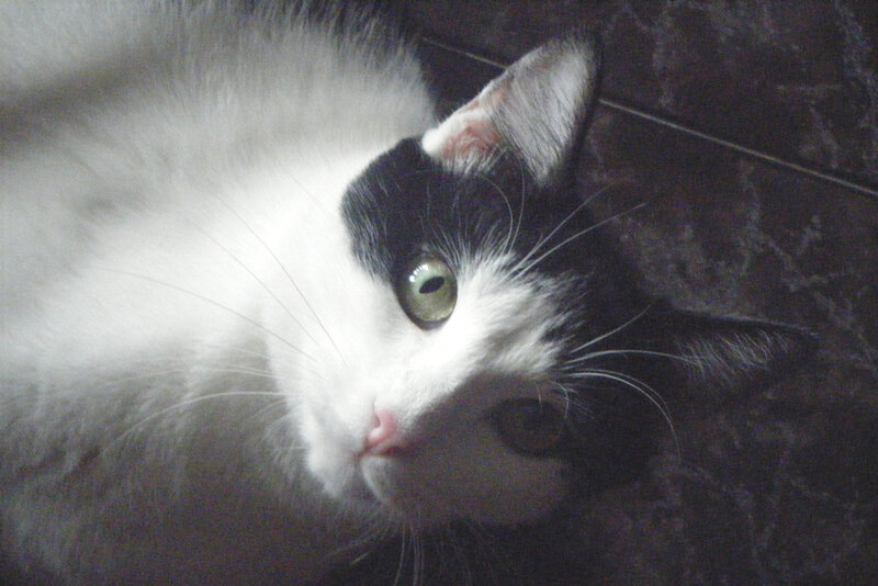 black and white cat lying down
