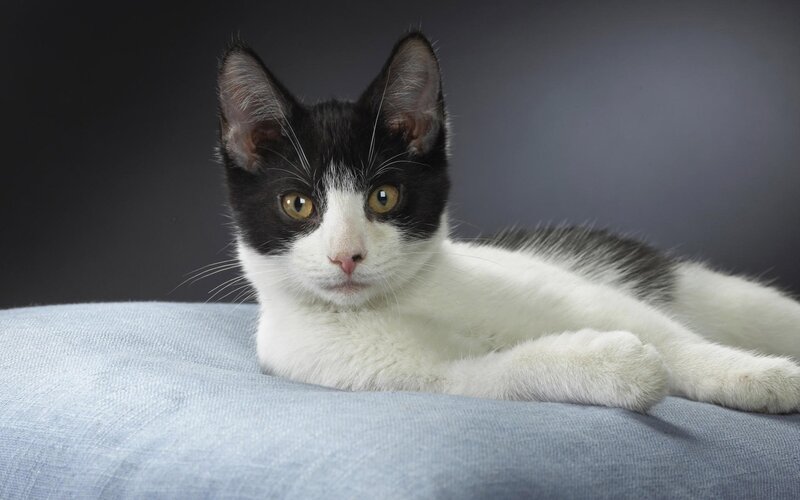 black and white cat lying down