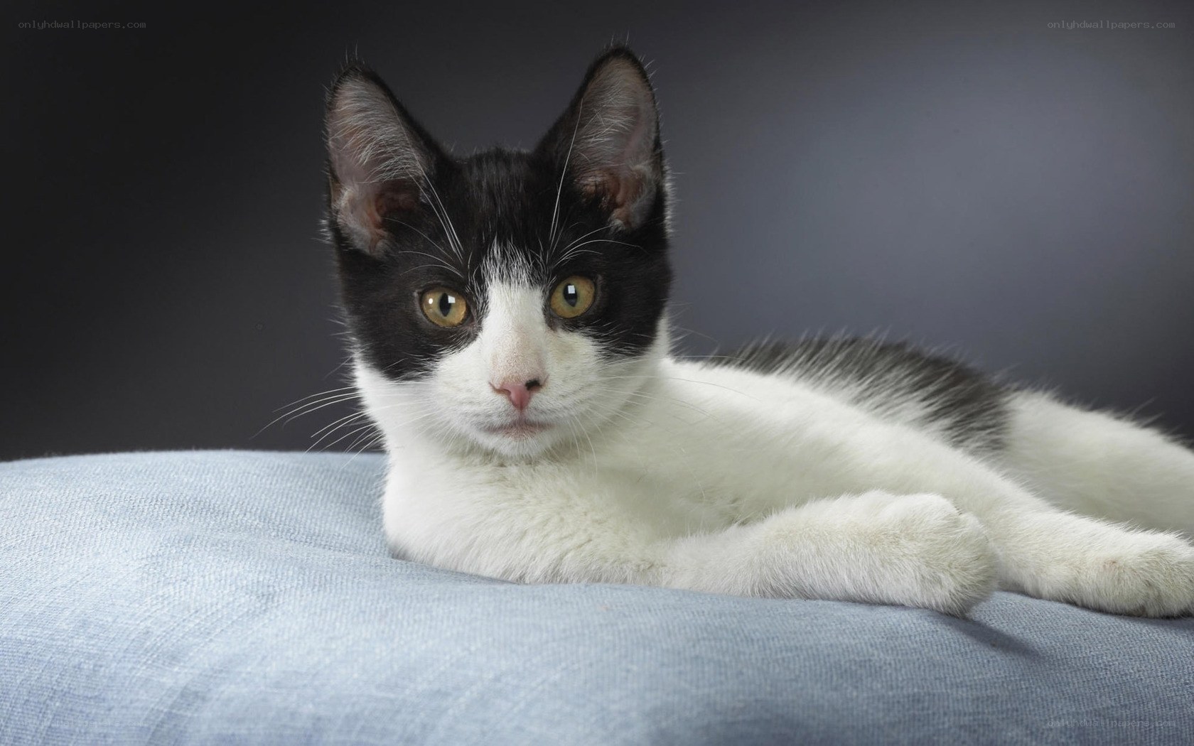 black and white cat lying down