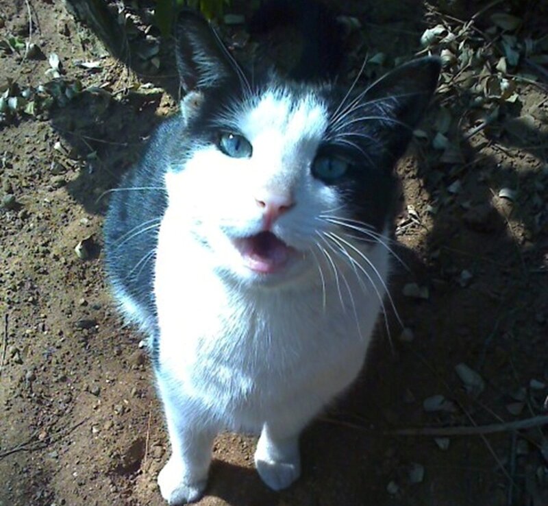 Black and White Cat — Neutral, Afternoon