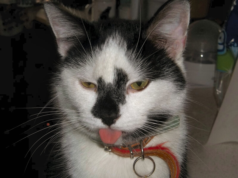 Black and White Cat — Neutral, Night