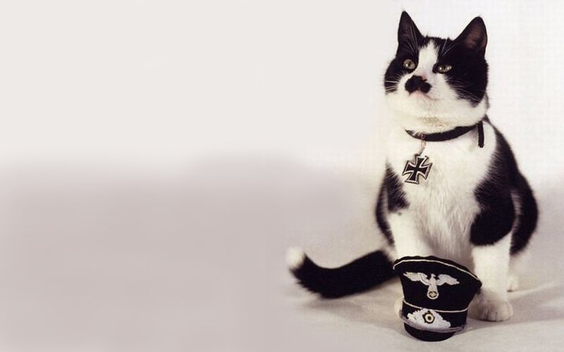 Black and White Cat — Neutral, Photograph, Collar