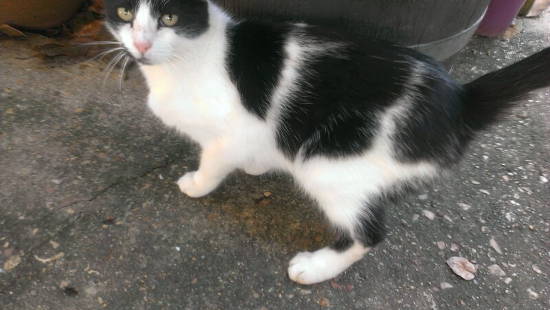 Black and White Cat — Neutral, Photograph, Concrete Ground