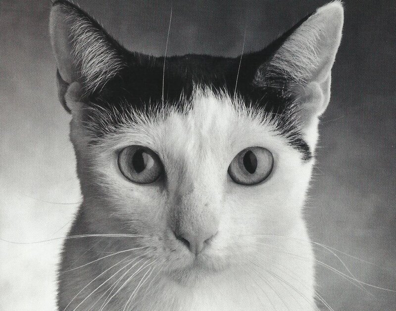 Black and White Cat — Neutral, Photograph, Ears