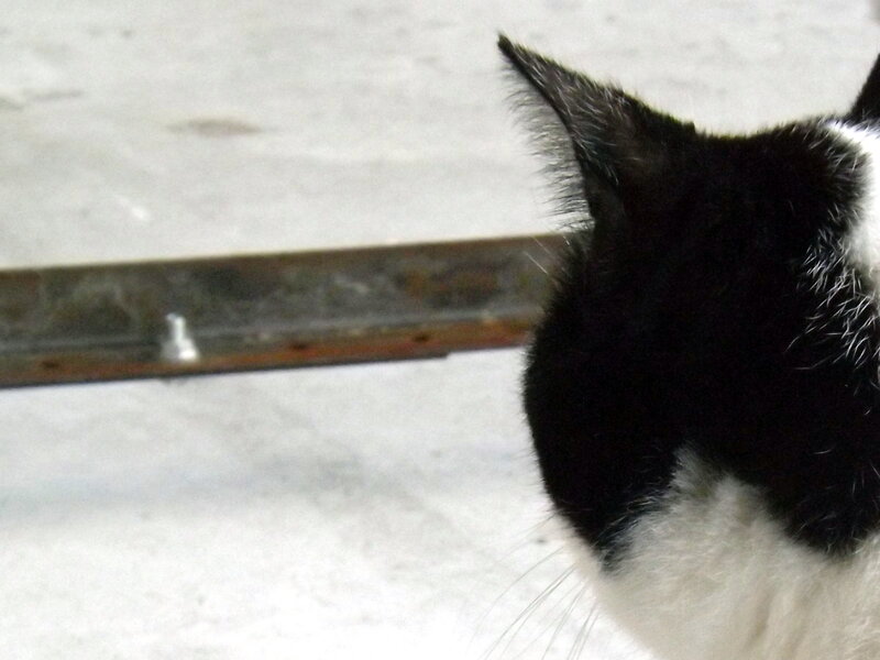Black and White Cat — Neutral, Photograph, Floor