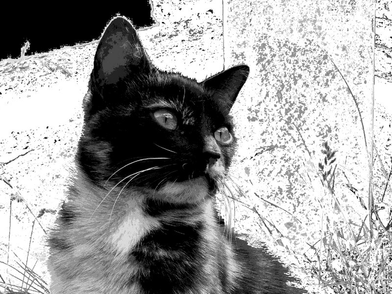 Black and White Cat — Neutral, Photograph, Grass