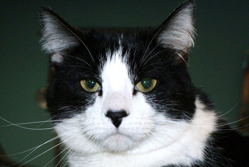 Black and White Cat — Neutral, Photograph, Green Eyes, Whiskers
