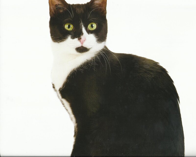 Black and White Cat — Neutral, Photograph, Green Eyes, White Chest