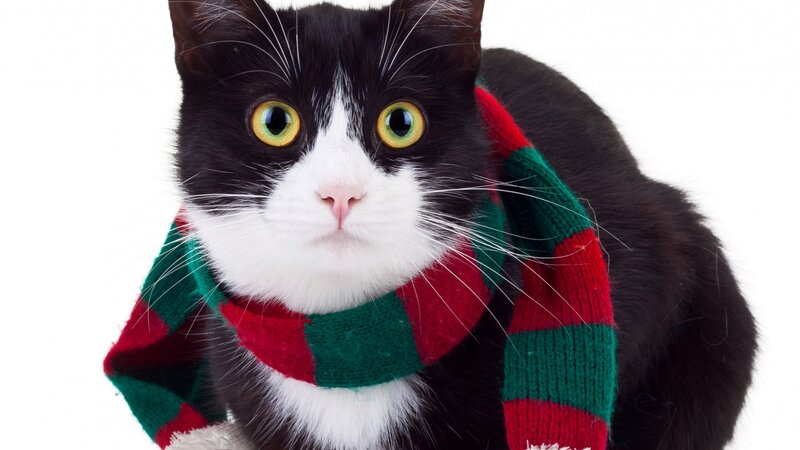 Black and White Cat — Neutral, Photograph, Scarf