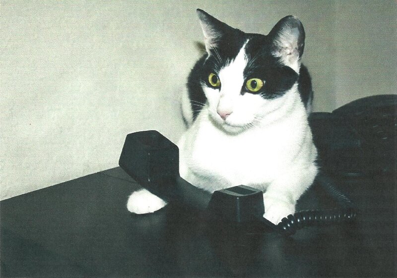 Black and White Cat — Neutral, Photograph, Telephone