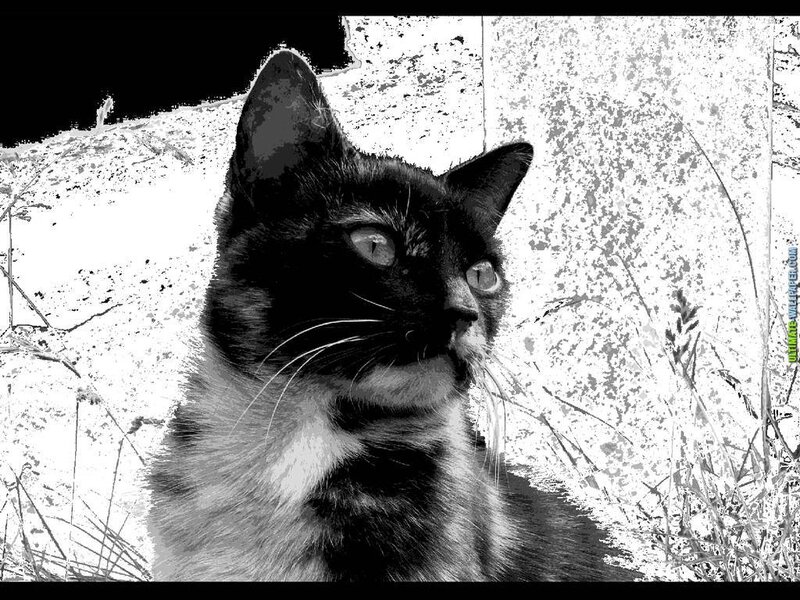 Black and White Cat — Neutral, Photograph