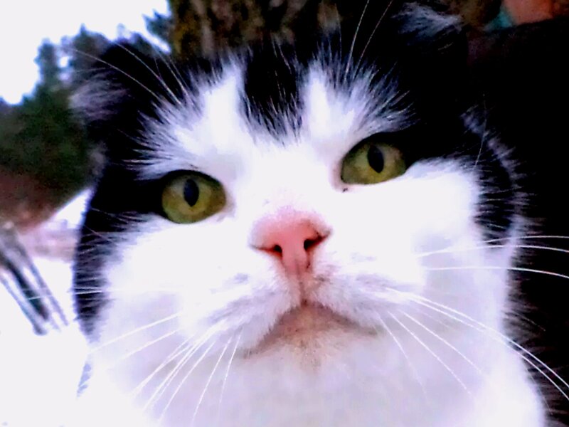 Black and White Cat — Neutral, Photograph, Whiskers