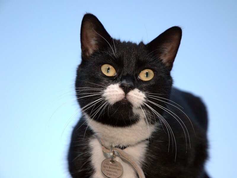 Black and White Cat — Neutral