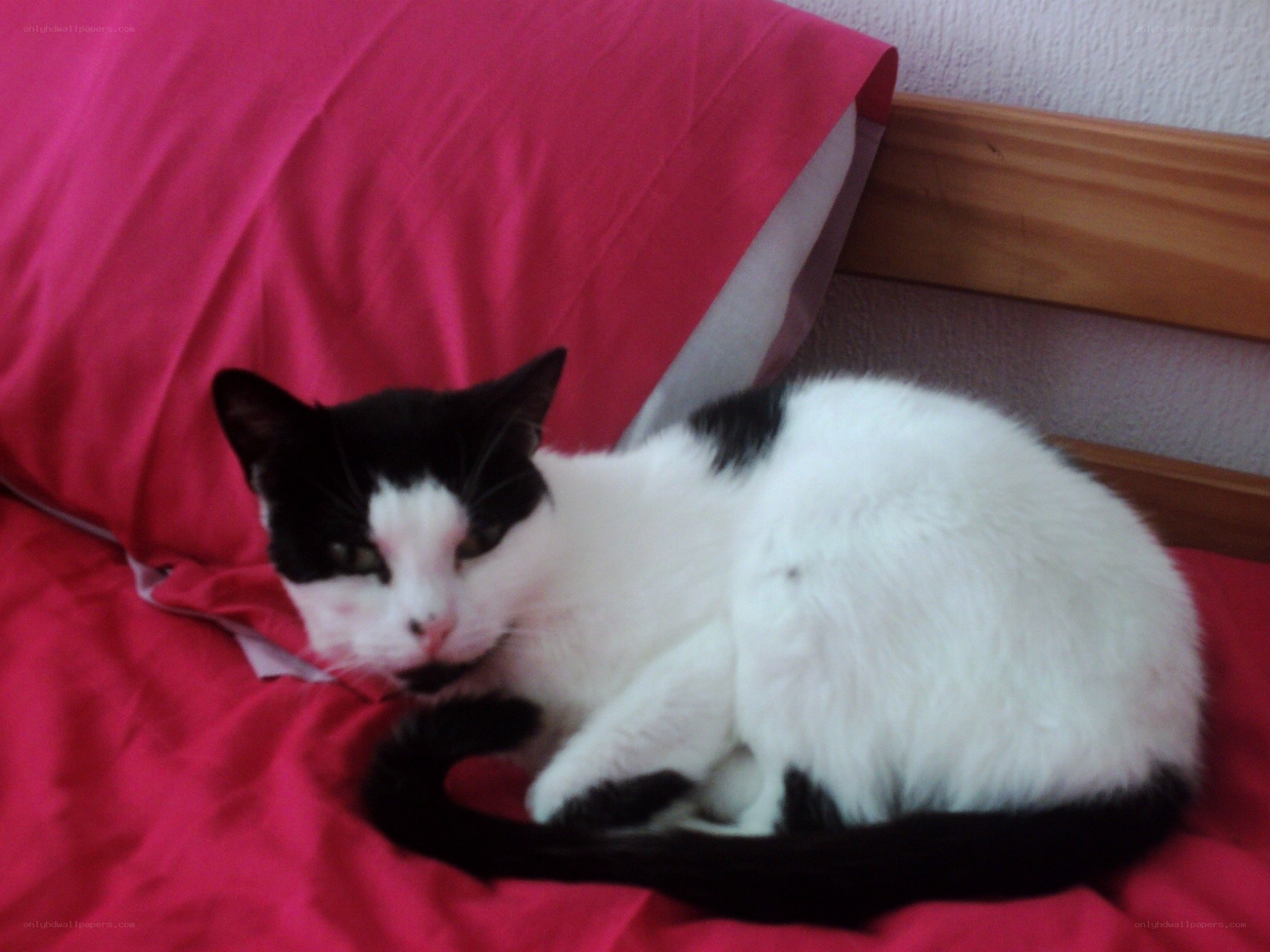 Black and white cat on a bed
