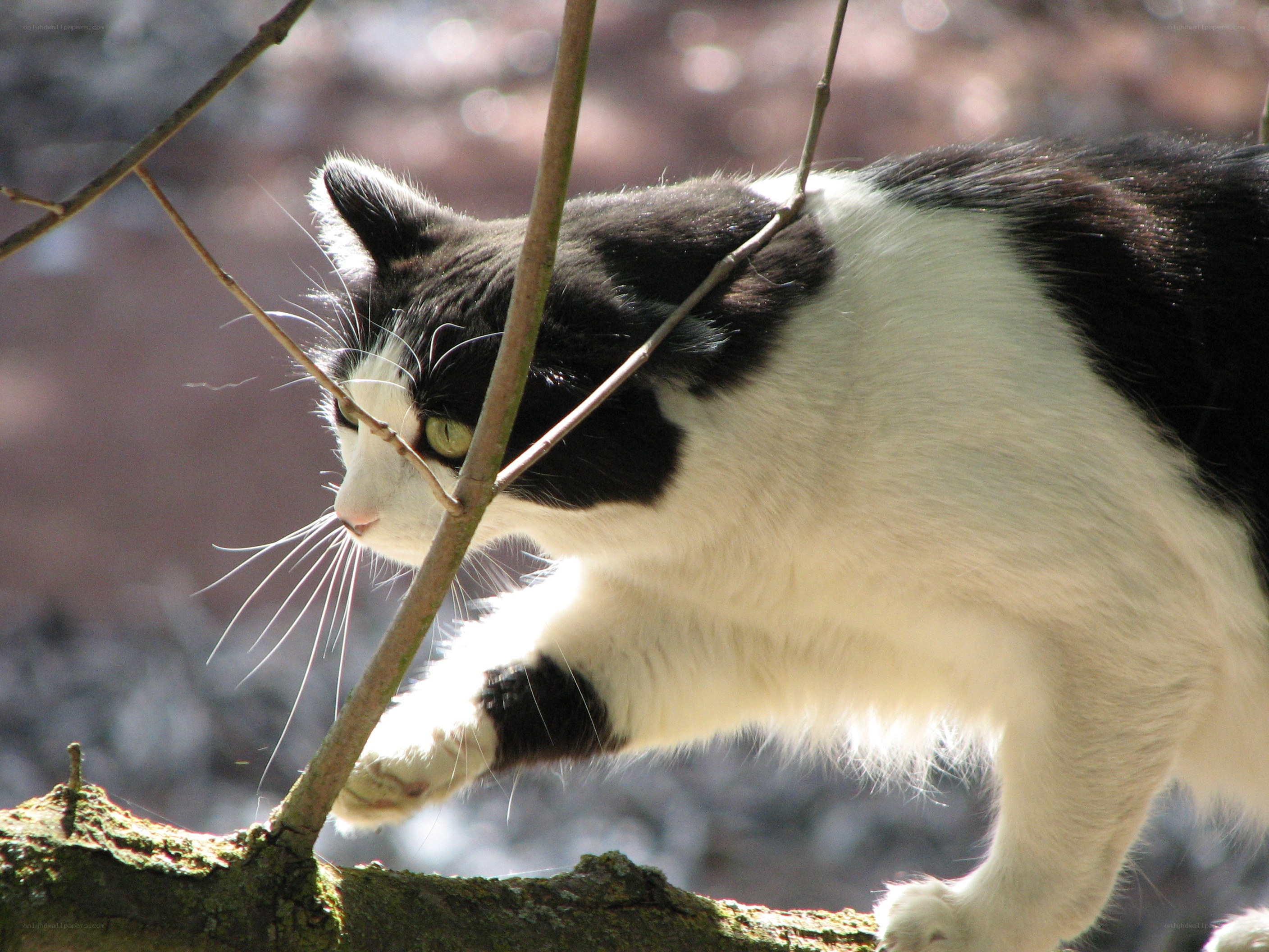 black and white cat on a branch