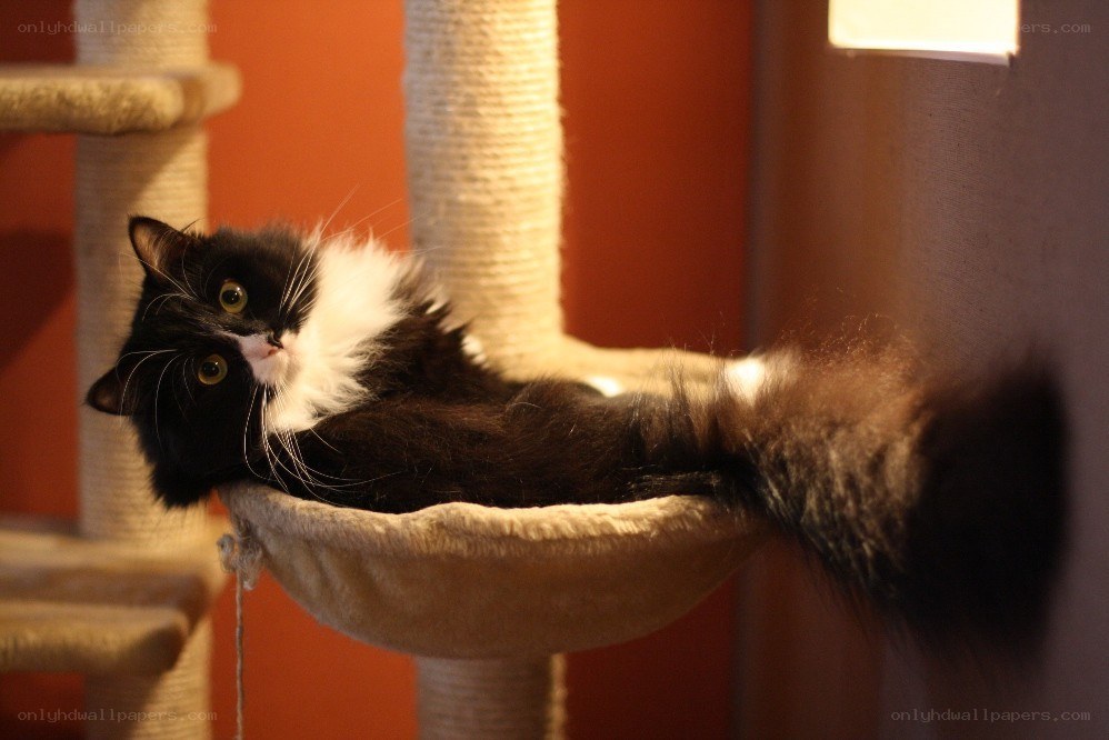 black and white cat on a cat tree