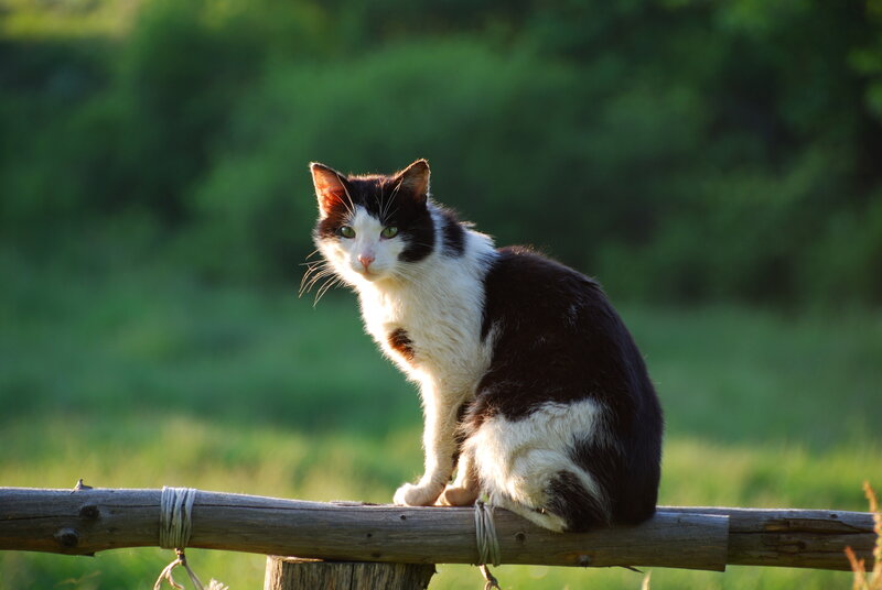 Black and white cat on a fence