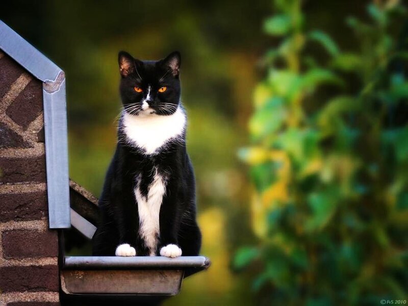 black and white cat on a perch