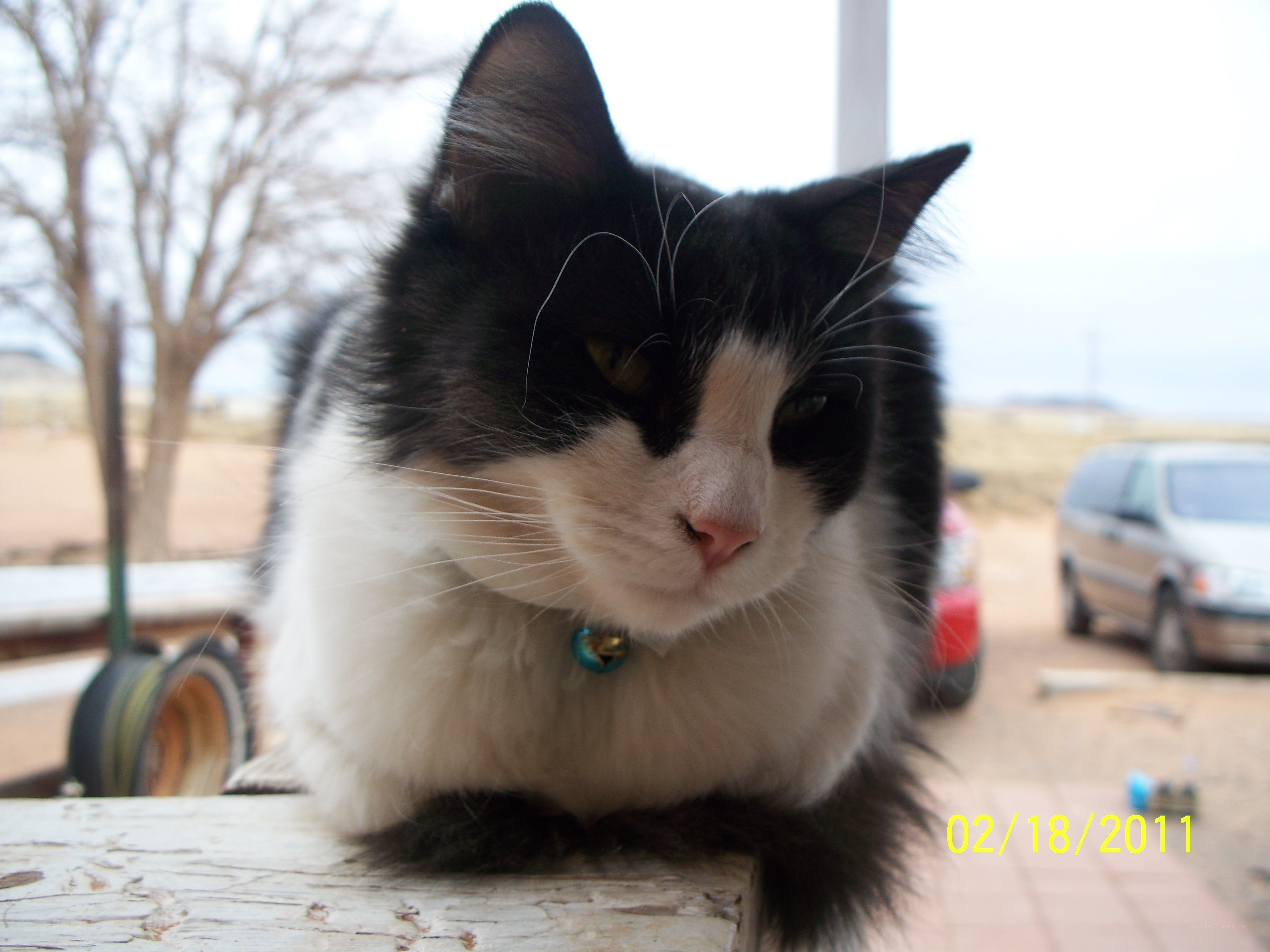 black and white cat on a table