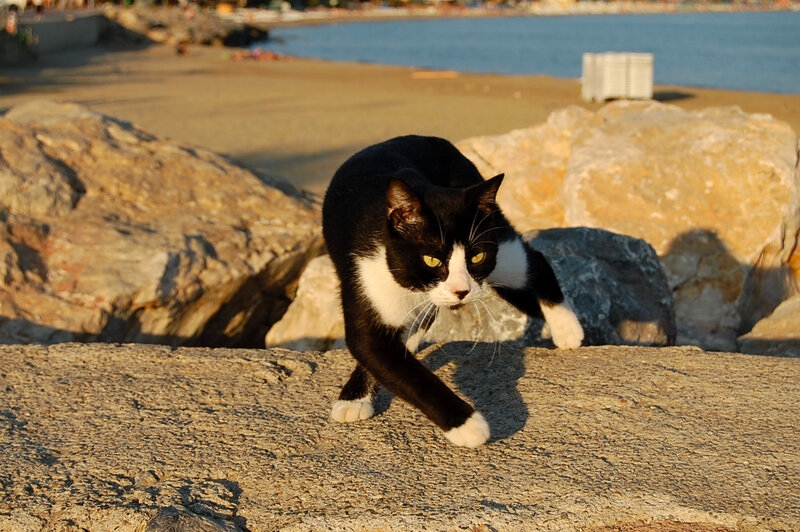 Black and white cat on a wall