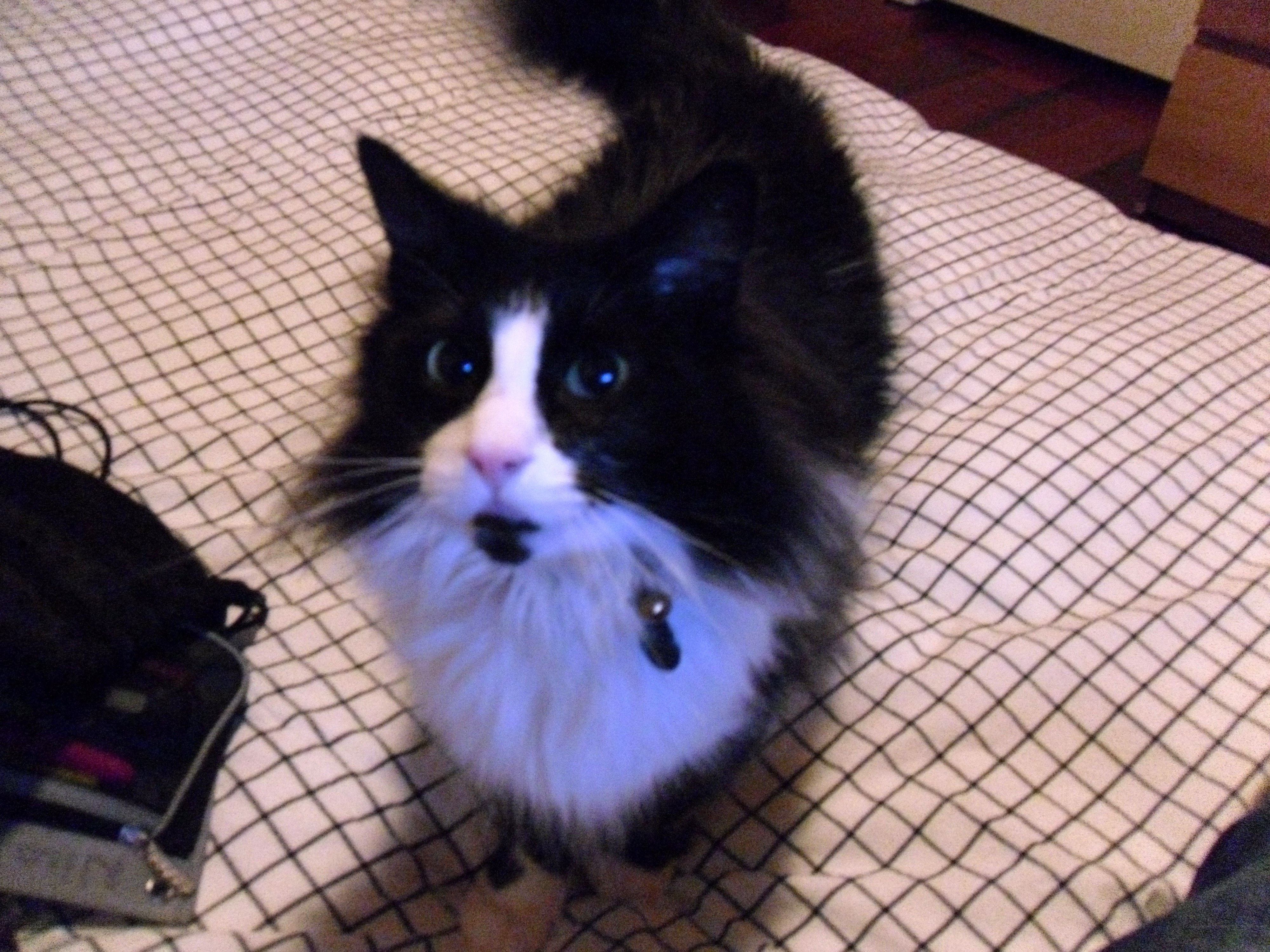 black and white cat on bed