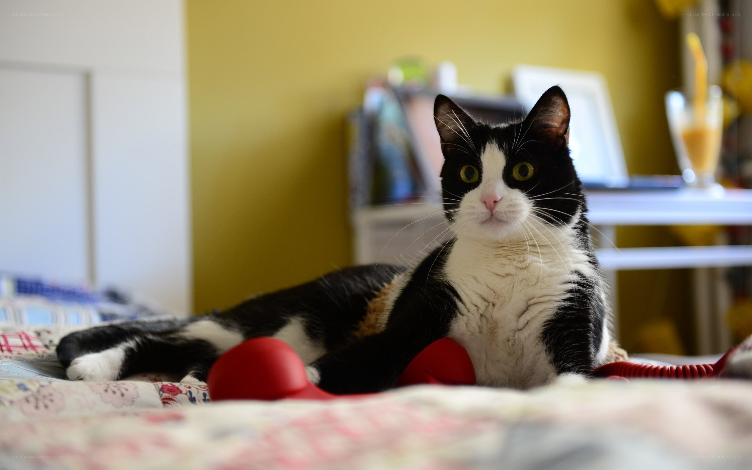 black and white cat on bed