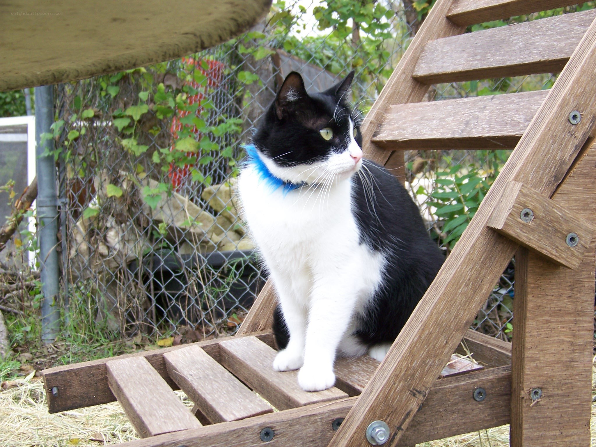 black and white cat on bench