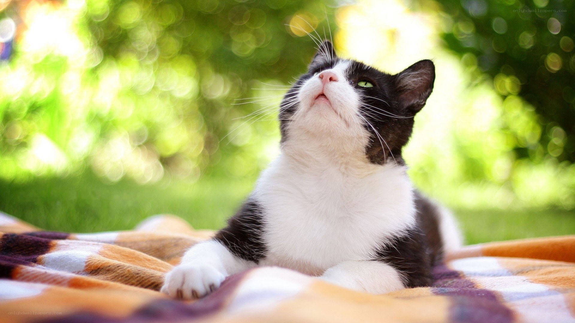 Black and white cat on blanket