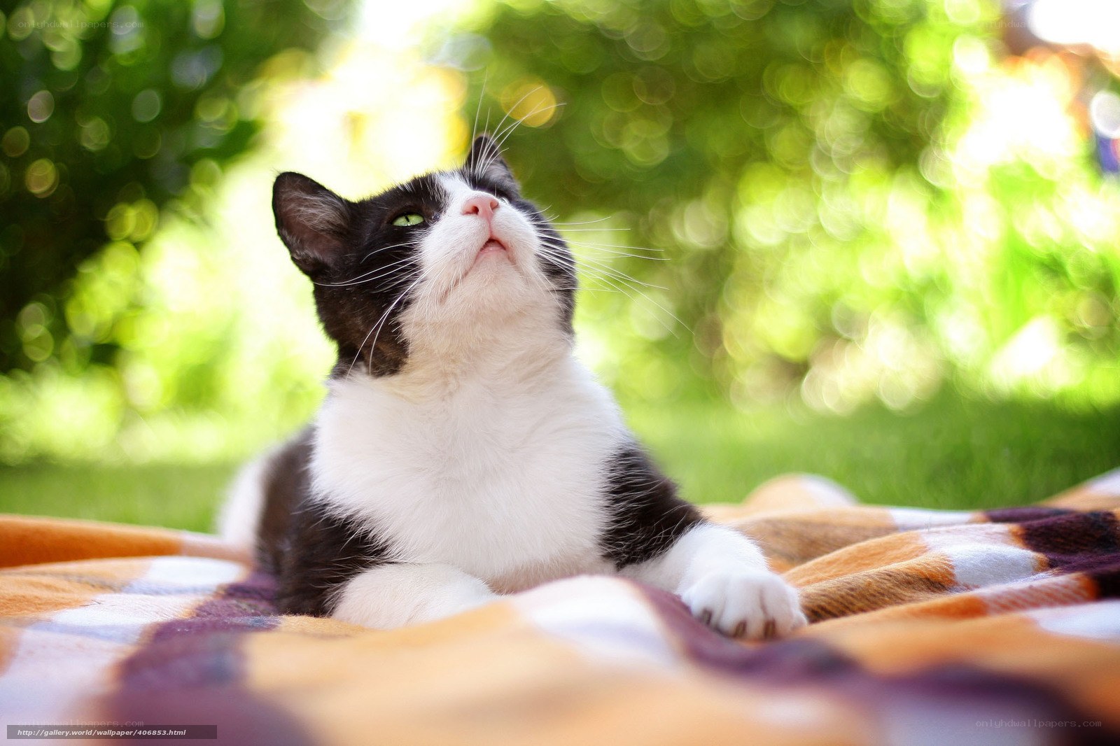 Black and white cat on blanket