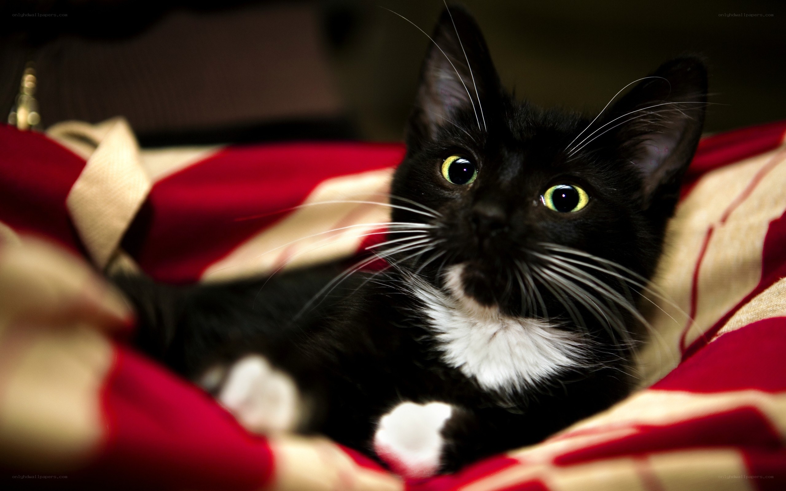 black and white cat on blanket