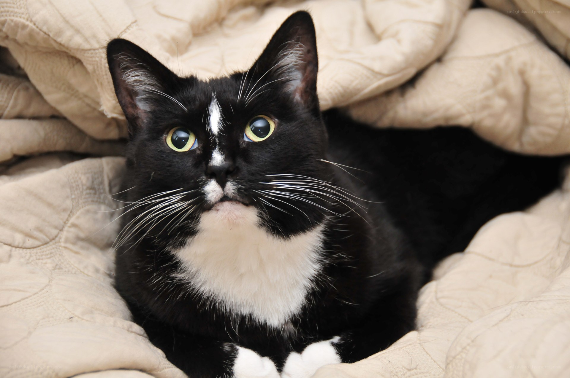 black and white cat on blanket