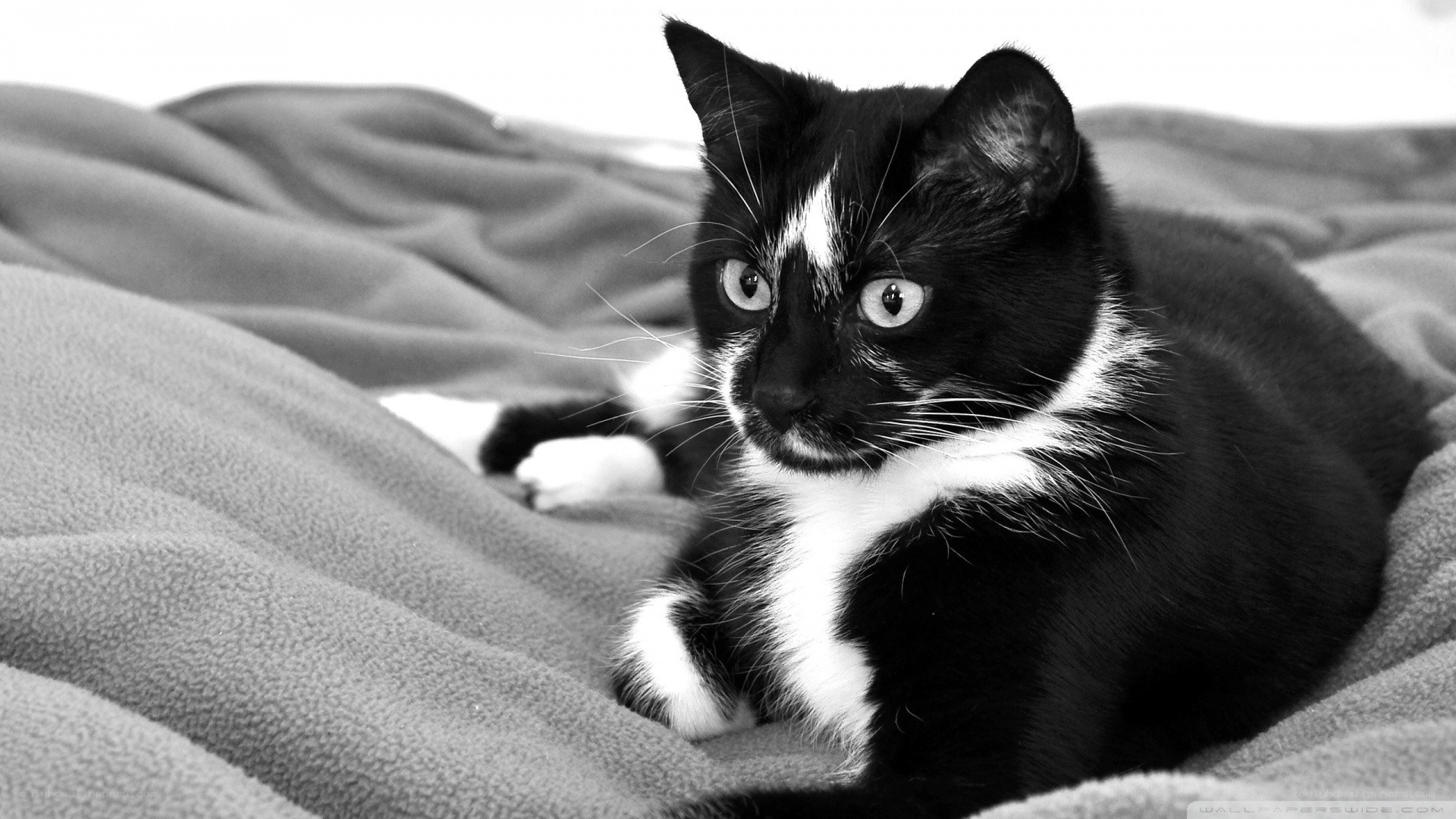black and white cat on blanket