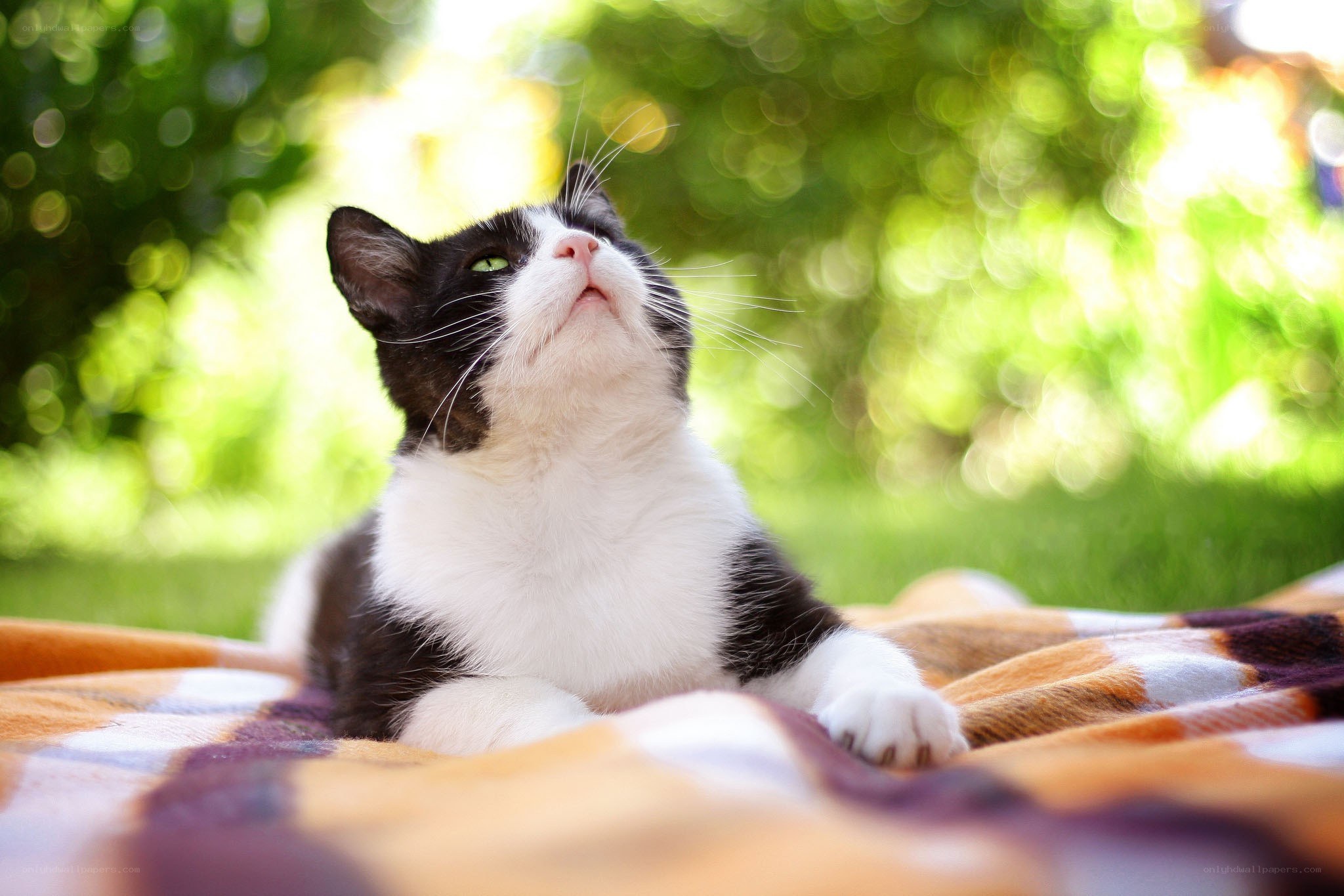black and white cat on blanket