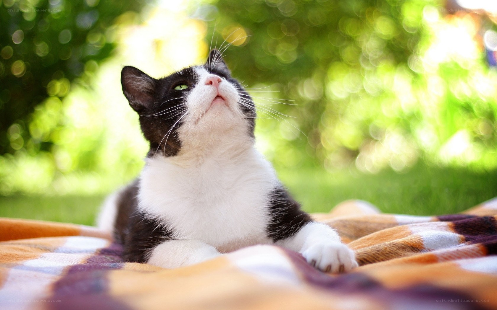 Black and white cat on blanket