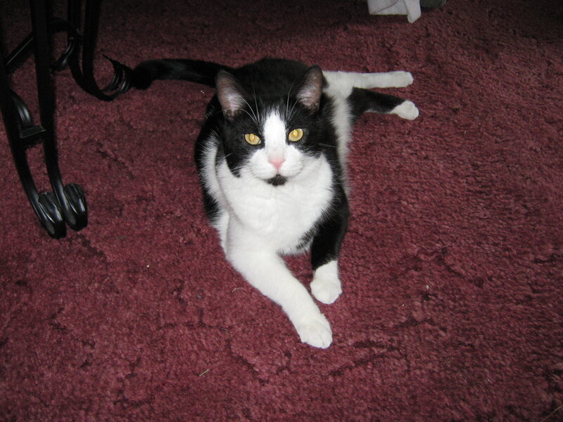 black and white cat on carpet