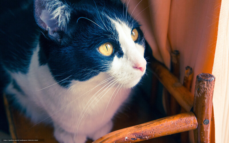black and white cat on chair