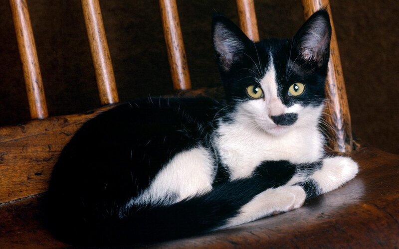 black and white cat on chair