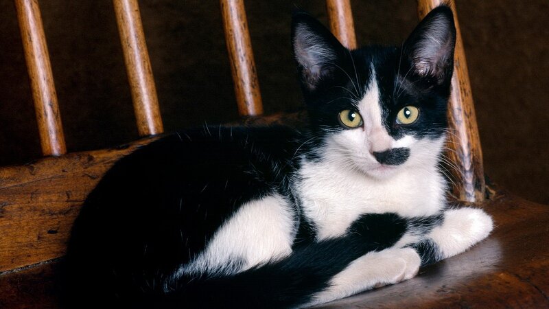 black and white cat on chair